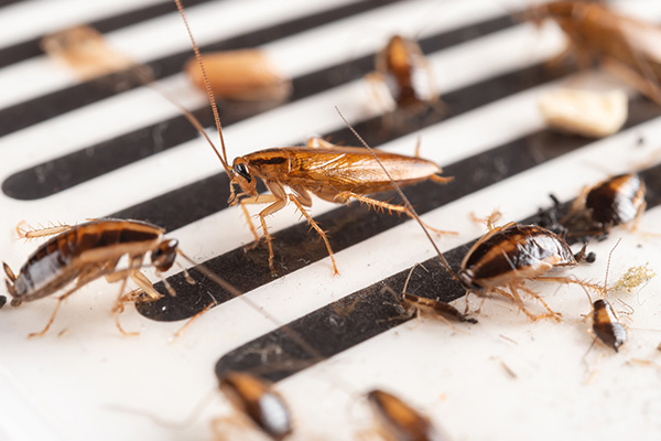 Cockroach Control